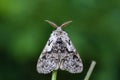 The tussock moth sitting on grass Royalty Free Stock Photo