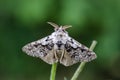 The tussock moth sitting on grass Royalty Free Stock Photo