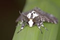 Tussock moth