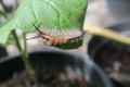 The caterpillar tussock moths