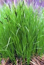 Tussock Sedge 44113