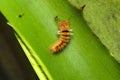 Tussok silk moth ready to pupate, Royalty Free Stock Photo