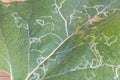 Tuta absoluta pests on the burdock leaf