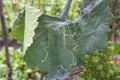 Tuta absoluta pests on the vine leaf