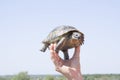 Tutle in human hand closeup Royalty Free Stock Photo