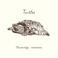 Tutles collection, alligator snapping turtle Macrochelys temminckii, hand drawn doodle, drawing sketch