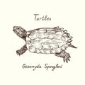 Tutles collection, black-breasted leaf turtle Geoemyda spengleri, hand drawn doodle, drawing sketch in gravure style