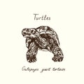 Tutles collection, Chelonoidis-nigra GalÃÂ¡pagos tortoise complex, GalÃÂ¡pagos giant tortoise front view hand drawn doodle