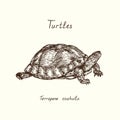 Tutles collection, Coahuilan box turtle Terrapene coahuila, hand drawn doodle, drawing sketch in gravure style, vector Royalty Free Stock Photo