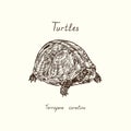 Tutles collection, common box turtle Terrapene carolina, hand drawn doodle, drawing sketch in gravure style, illustration Royalty Free Stock Photo