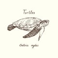 Tutles collection, green sea turtle Chelonia mydas hand drawn doodle, drawing sketch in gravure style