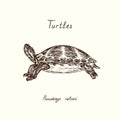 Tutles collection, Pseudemys nelsoni Florida red-bellied cooter or redbelly turtle , hand drawn doodle, drawing sketch Royalty Free Stock Photo