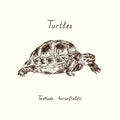Tutles collection Testudo horsfieldii hand drawn doodle, drawing sketch in gravure style