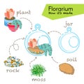 Tutorial how to make florarium. Succulents inside glass terrarium, elements for florarium: jar, plant, rocks, moss, soil.