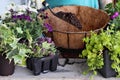 Tutorial of Planting a Hanging Wire Basket of Flowers