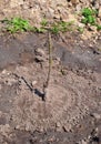 Tutorial, step by step. Growing Walnut Trees. Planting grafted sapling walnut tree. Royalty Free Stock Photo