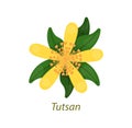 Tutsan flowers and leaves medicinal plant white isolated.