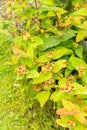 Tutsan or Hypericum Androsaemum plant in Saint Gallen in Switzerland