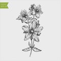 Tutsan plant background. Vector St. John`s wort leaves and flowers illustration