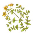 Tutsan Plant Colored Detailed Illustration