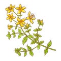 Tutsan Plant Colored Detailed Illustration