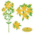 Tutsan, Saint-John's-wort, medicinal plant, vektor, eps8