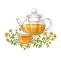 Tutsan tea illustration