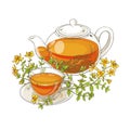 Tutsan tea illustration