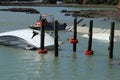 2022 Tutukaka boats in marina destroyed by tsunami from Tonga. Royalty Free Stock Photo