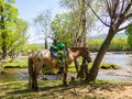 Tuul River, Mongolia Royalty Free Stock Photo