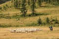 Tuvan shepherds on horseback graze a flock of sheep