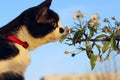 Cropped Shot Of A Cat Sniffing White Flowers Over Blue Sky Background.