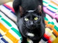 A Tuxedo cat with its left ear tipped lying on a blanket Royalty Free Stock Photo