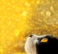 Tuxedo cat looking up, blurry bokeh background, square view. Holidays, pets conÃÂept. Royalty Free Stock Photo