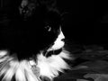 Tuxedo Cat Profile