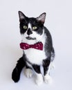 Tuxedo cat with red polka dot bow tie