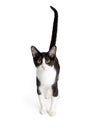 Tuxedo Cat Standing on White