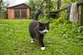 Tuxedo Cat Walking on Grass Royalty Free Stock Photo