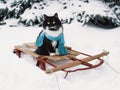 Tuxedo cat wearing scarf on vintage wooden sled