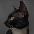 Tuxedo cat with yellow iris Royalty Free Stock Photo