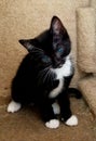 Tuxedo itty bitty kitty Royalty Free Stock Photo