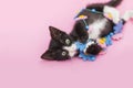 Tuxedo Kitten chewing Flower Garland, pink background Royalty Free Stock Photo