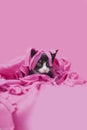 Tuxedo kitten hiding underneath a pink blanket