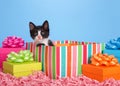 Tuxedo kitten peaking out of a birthday present surrounded by colorful presents