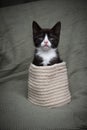 Tuxedo kitten sitting comfortably inside a cozy knitted basket. Royalty Free Stock Photo