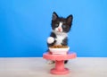 Tuxedo kitten sitting on a wood floor behind a small pedestal table with a tiny bowl of kitten bite sized food