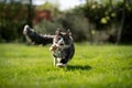 tuxedo maine coon cat hunting running at camera Royalty Free Stock Photo