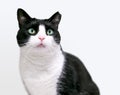 A Tuxedo shorthair cat with its left ear tipped Royalty Free Stock Photo