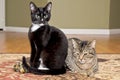 Tuxedo and tabby cats playing together Royalty Free Stock Photo