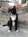 Tuxedo TNR cat portrait Royalty Free Stock Photo